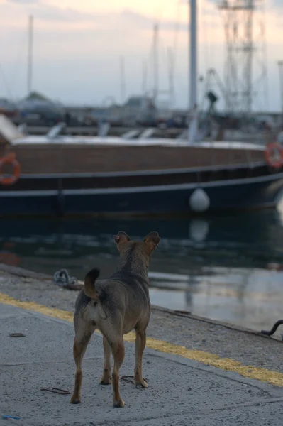 Herrelös hund med ett chip på hans öra — Stockfoto