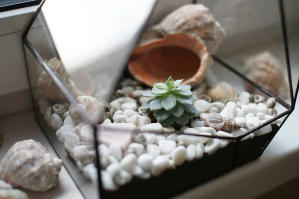 Florarium mit Muscheln und Sukkulenten steht am Fenster. — Stockfoto