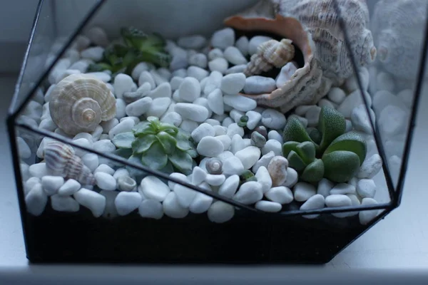 Florarium con conchas y suculentas de pie en la ventana —  Fotos de Stock