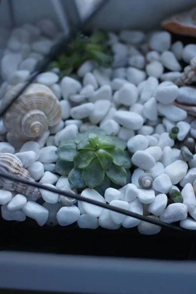 Florarium con conchas y suculentas de pie en la ventana — Foto de Stock
