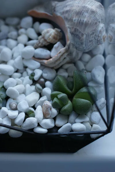 Florarium con conchas y suculentas de pie en la ventana — Foto de Stock