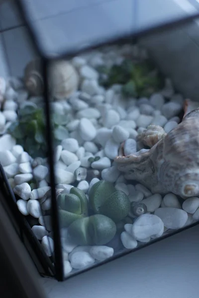 Florarium mit Muscheln und Sukkulenten am Fenster — Stockfoto