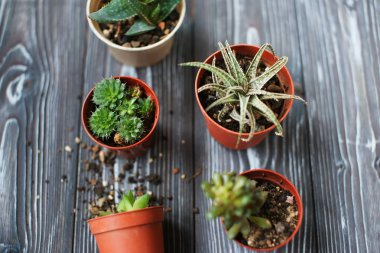 Succulents ahşap bir masa üzerinde karışımı