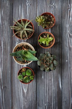 Succulents ahşap bir masa üzerinde karışımı
