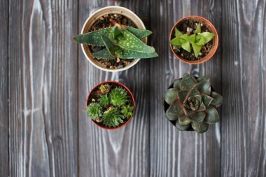 Succulents ahşap bir masa üzerinde karışımı