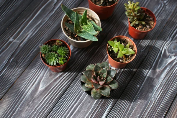 Mezcla de suculentas sobre una mesa de madera —  Fotos de Stock