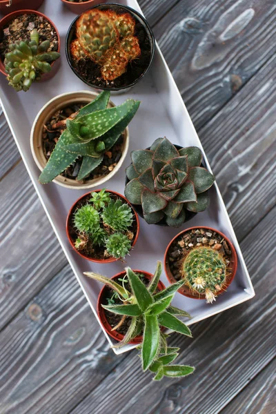 Mix van vetplanten op een houten tafel — Stockfoto
