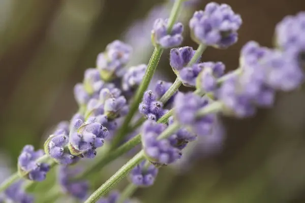 Flores de lavanda close-up — Fotografia de Stock