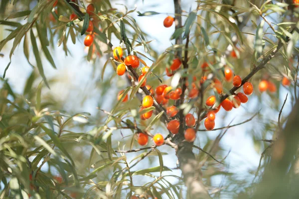 Grande olivello spinoso arancio sull'albero — Foto Stock
