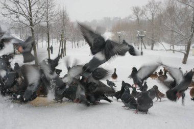 Kışın parkta güvercinler ve ördekler