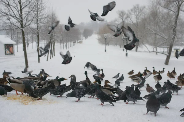 Голуби и утки зимой в парке — стоковое фото