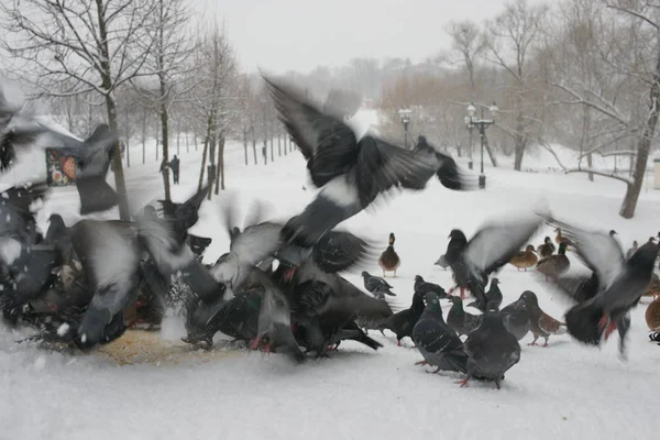 Голуби и утки зимой в парке — стоковое фото