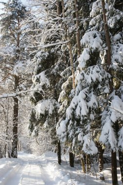 karla kaplı ağaçlar güneşli bir ayaz