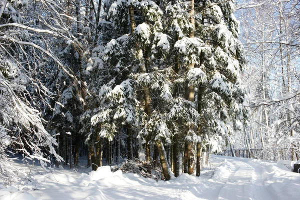 Snow Covered Trees Frosty Sunny Day — Stock Photo, Image
