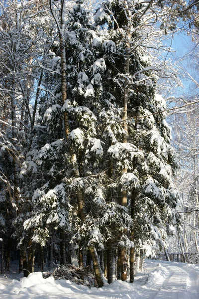 阳光明媚的日子里白雪覆盖的树 — 图库照片