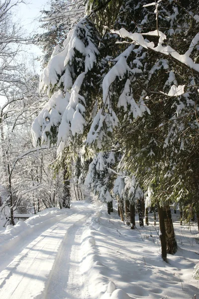 Árvores Cobertas Neve Dia Ensolarado Gelado — Fotografia de Stock