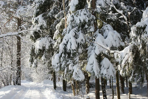 Snow Covered Trees Frosty Sunny Day — Stock Photo, Image