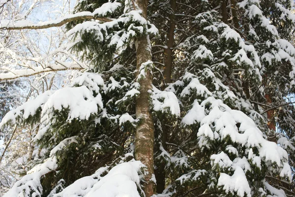 Schneebedeckte Bäume Einem Frostigen Sonnigen Tag — Stockfoto