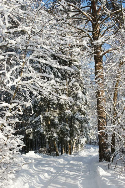 Snow Covered Trees Frosty Sunny Day — Stock Photo, Image
