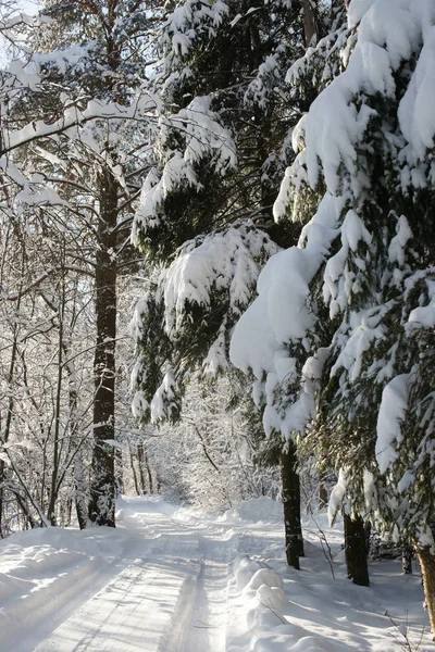 Karla Kaplı Ağaçlar Güneşli Bir Ayaz — Stok fotoğraf