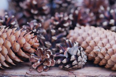 close up view of brown fir tree cones 