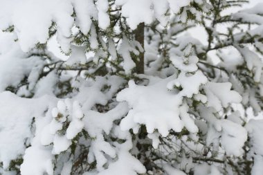 fir trees frozen branches on sunny day on wood background