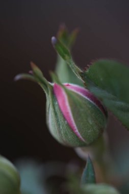 tomurcukların yakın görüntüsü yeşil dallardaki pembe güller 