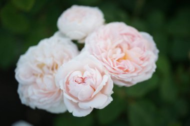 Yeşil çalılıklarda kokulu gür güller