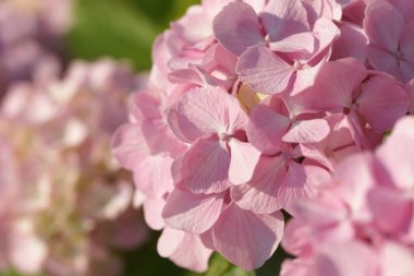 close up of tender and blossom blooming hydrangea flowers on green bushes background