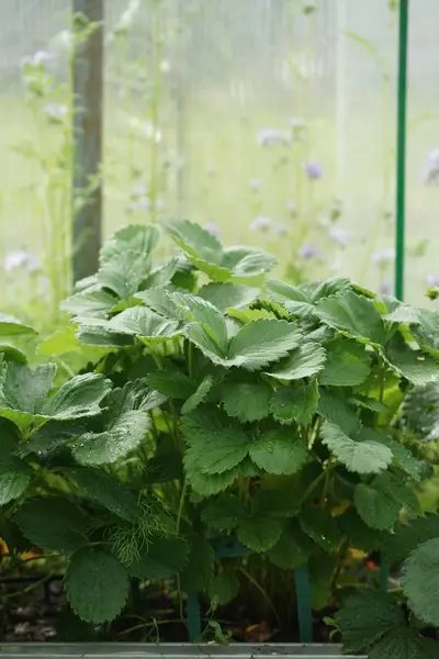 Strawberry Matang Taman — Stok Foto