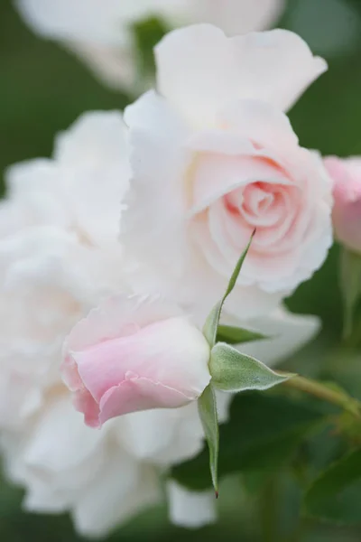 花园背景下的绿色灌木 开着美丽的白玫瑰 — 图库照片