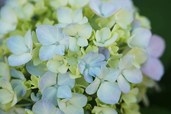 Primer Plano Flores Hortensias Tiernas Florecientes Sobre Fondo Arbustos Verdes —  Fotos de Stock