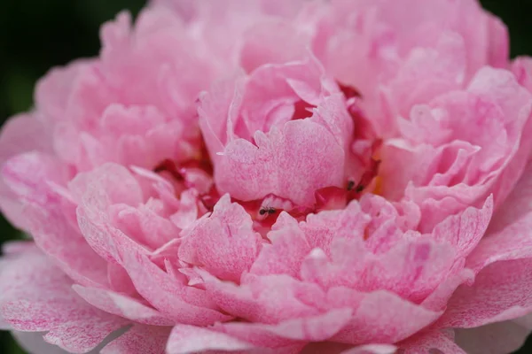 Квітучі Рожеві Півонійні Квіти Садовому Фоні — стокове фото