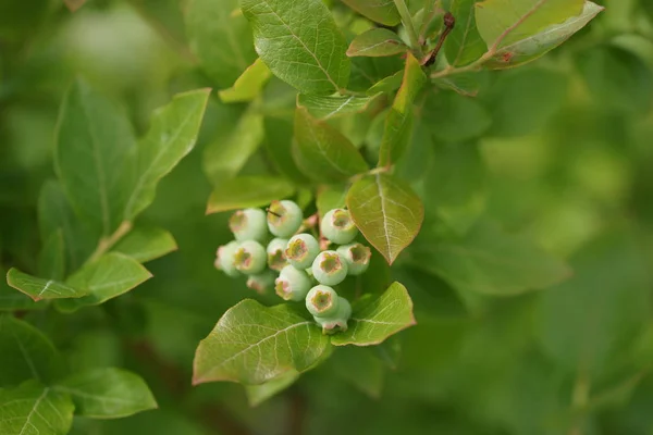 Unripe Blueberries Bush — Stock Photo, Image