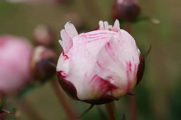 Nahaufnahme Von Rosa Pfingstrosenknospen Die Sträuchern Wachsen — Stockfoto