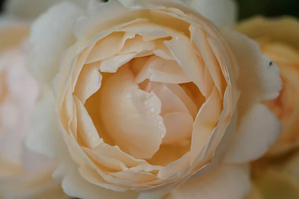 Hermosas Rosas Exuberantes Los Arbustos Fondo Del Jardín — Foto de Stock