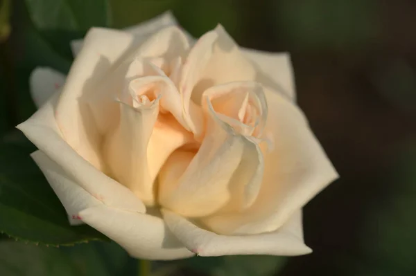 Close Beautiful Lush Rose Bushes Yard Background — Stok Foto