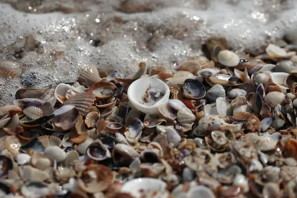 Conchiglie Colorate Con Onde Della Spiaggia Sullo Sfondo Riva — Foto Stock