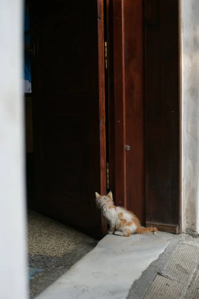Katze Läuft Auf Der Straße — Stockfoto