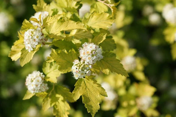 Linden Tree Blossom Close — Stock Photo, Image