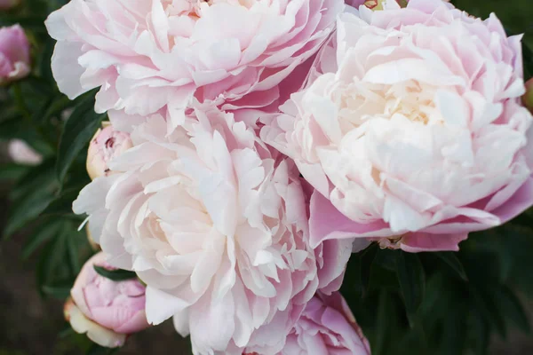 Geweldig Bloeiende Bloemen Tuin Achtergrond — Stockfoto