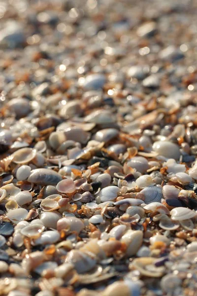 Bliska Widok Muszelki Plaży — Zdjęcie stockowe