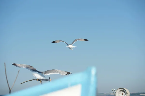 Seagulls Fishing Boats Shore — Stock Photo, Image