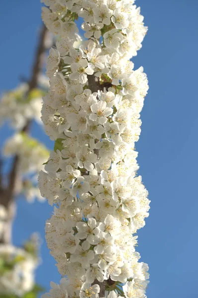White Flowers Apple Fruit Trees Branches Yard — Stock Photo, Image