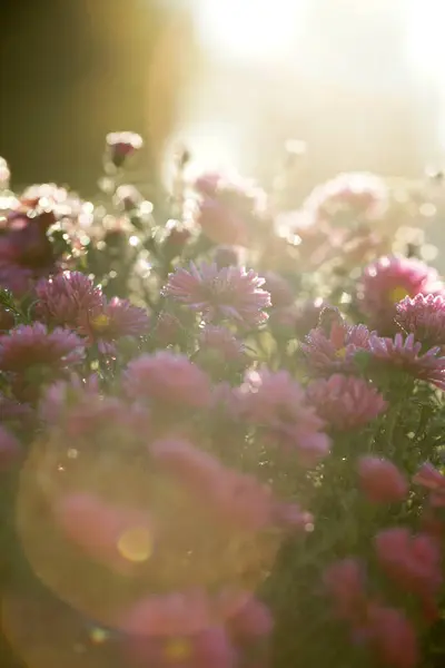 Frosty Chrysanthemum Flowers Sun Garden Background — стоковое фото