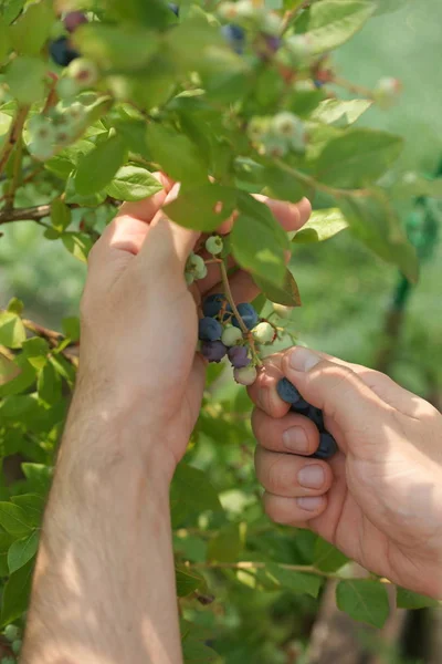 person hands picking raw ripe and fresh blueberries on bushes background