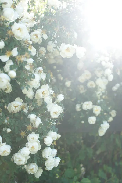 Arbustos Verdes Com Flores Belas Rosas Fundo Jardim — Fotografia de Stock