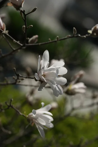 Groene Takken Met Bloesem Witte Bloemen Tuin Achtergrond — Stockfoto