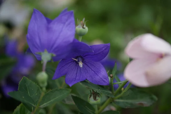 Purpurowe Kwitnące Kwiaty Tle Ogrodu — Zdjęcie stockowe