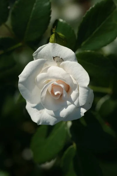 Biały Kwiat Róży Tle Ogrodu — Zdjęcie stockowe